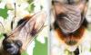 Cheilosia illustrata